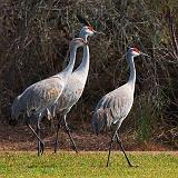 Sandhill Crane Family_34168